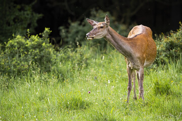 Wall Mural - interested red deer, cervus elaphus, looking on grassland in spring. attented hind standing on green