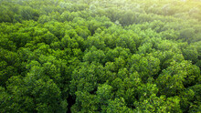 Aerial View Of A Green Mangrove Forest Canopy.