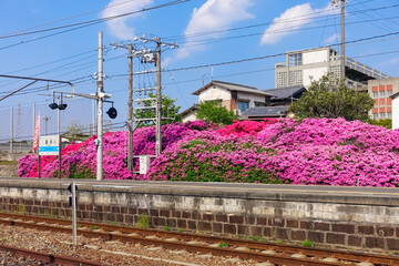 Wall Mural - 豊浜駅のツツジ祭り（香川県観音寺市）