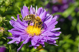 Fototapeta Pokój dzieciecy - bee or honeybee in Latin Apis Mellifera on blue flower