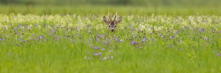 Wall Mural - Roe deer, capreolus capreolus, sitting in wildflowers in summer with copy space. Antlered mammal lying on meadow with space for text. Roebuck looking to the camera on grassland.