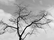 Black & White Tree Portrait