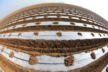 Wall Mural - Potatoes covered with plastic film are planted in the land, North China