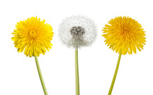 Dandelion  Flowers With Blowball