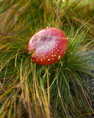 Sticker - Closeup of fly agaric (Amanita muscaria) in green grass