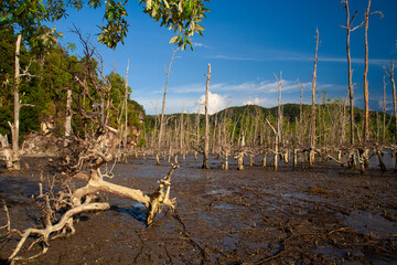 Poster - Mangrove forest at Baku National Park, Borneo - Malaysia