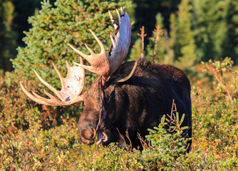 Moose in the Colorado Rocky Mountains