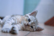 Cute white cat lying on the floor and looking at the camera with its blue eyes in a bedroom