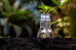 Money saving economy environment.  Plants growing in money coins in glass jar for investment planning travel and retirement. Nature Background.  Saving and Investment Concept