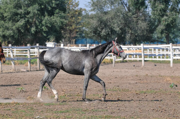 Amazing horse walking in a corral