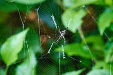 Closeup Shot Of The Argiope Aurantia Spider On Its Web In The Forest