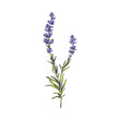 Provence lavender logo design element hand drawn vector illustration isolated.