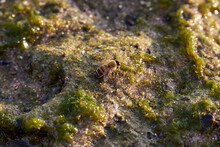 Closeup Of A Bee On The Stone Covered With Moss Under The Sunlights