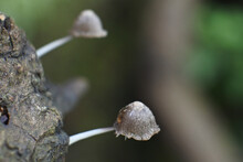 Closeup Of Parasola Plicatilis On A Tree Bark