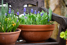 Blue Muscari Flowers In Terra Cotta Pot On Old Wooden Chair In The Garden