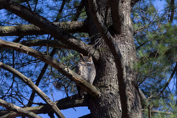 Wall Mural - The great horned owl (Bubo virginianus) also known as the tiger owl is native bird to the Americas