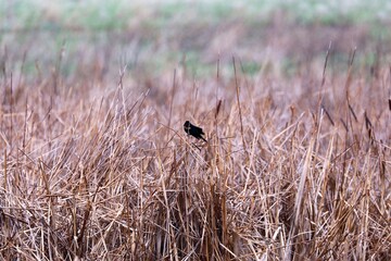 bird in the grass