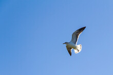 Adorable Seagull Flying In The Blue Clear Sky