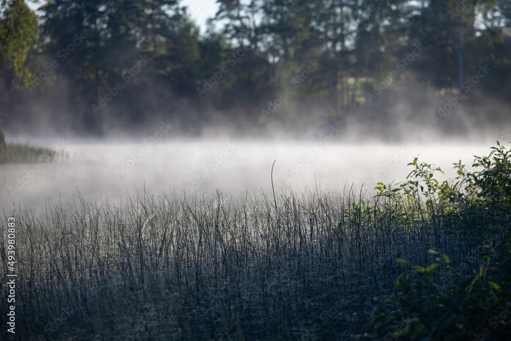 Early morning with thick fog over the river and green sedge Stock Photo ...