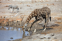 Close Up Of A Giraffe Drinking At A Waterhole, Etosha National Park, Namibia
