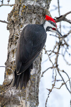 Closeup Shot Of A Downy Woodpecker On The Tree