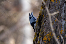Closeup Shot Of A Downy Woodpecker On The Tree