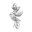 Oregano or marjoram plant black line engraved vector illustration isolated.