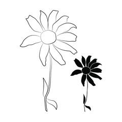 Wall Mural - Set of two open heliopsis blossom vector outline and silhouette illustration isolated on white background. Vector sketch style top view hand drawing of wild, heliopsis, false sunflower.