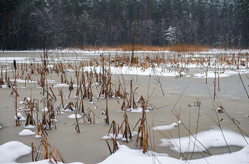 Sticker - Beautiful shot of a forest covered in snow during the winter