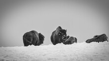Grayscale Shot Of Some Bison In The Winter.