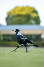Shot Of An Australian Magpie Walking