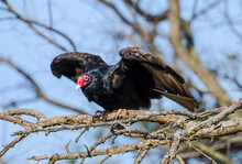 Turkey Vulture Perched In A Tree Preparing For Flight