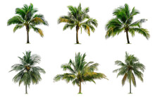 Set Of Short Coconut And Palm Trees Isolated On White Background, Suitable For Use In Architectural Design, Decoration Work, Used With Natural Articles Both On Print And Website.