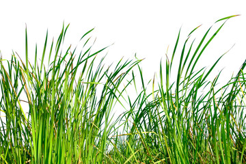 Long green grass and reeds isolated on white background with copy space