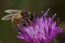 Closeup Of A Honey Bee On Thistle In A Garden
