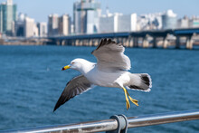 Closeup Shot Of A Seagull Flying Off From A Fence Near The Water
