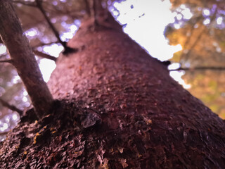 Sticker - Close-up low angle shot of the trunk and branches of a big tree in the forest