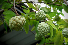 SELECTIVE FOCUS Bright Custard Apple (sugar Or Candied Apple) On The Tree, In The Garden In Front Of The House