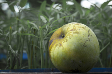 Poster - Fresh delicious sweet mango - King of fruits