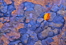 Autumn Leaf Fallen On Dry Rocky Terrain