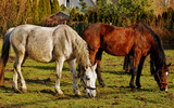 Fototapeta  - Konie na ranczo