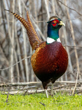 Beautiful Ring Necked Pheasant In The Wild