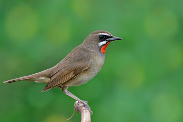 beautiful brown bird having bright red chin proudly perching on wooden branch over green yellow bokeh background, siberian rubythroat