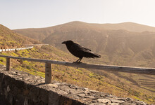 Black Raven Sitting On Fence In Hilly Valley