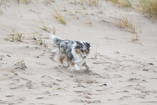 Blue Merle Shetland Sheepdog Playing In Sand.