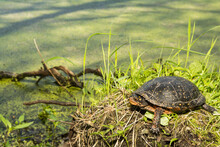Spotted Turtle - Clemmys Guttata