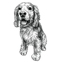 Sketch Happy Cocker Spaniel Puppy. Hand Drawn English Cocker Spaniel Dog.