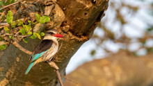 Selective Focus Of A Brown-hooded Kingfisher Perching On A Tree Branch