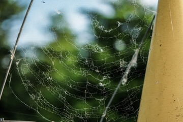 Selective focus shot of a spider web
