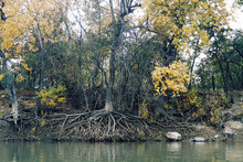 Bare (exposed) Roots Of A Tree On The Bank Of River At Autumn Season